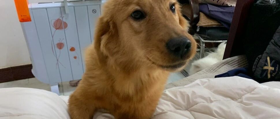 残疾金毛为留在恩人身边，竟把护照撕得粉碎：看你还怎么送我走！