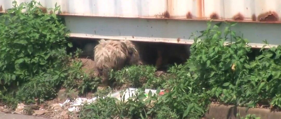 居民们总闻到腐臭味，警员们走访调查来源，竟是一只流浪狗妈妈！