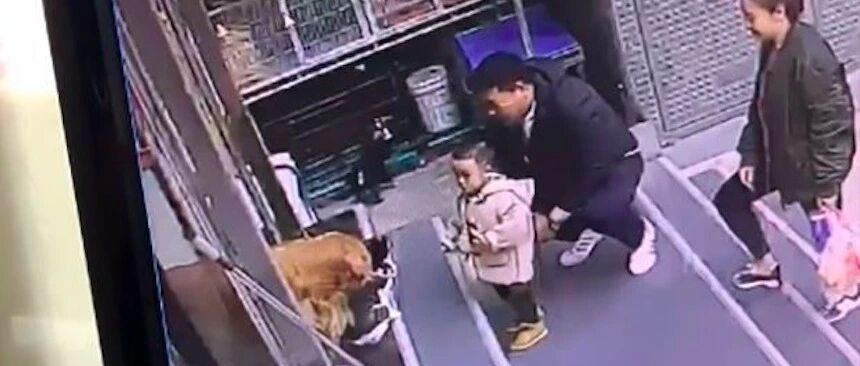 猫咪蠢蠢欲动想抓小孩，金毛迅速叼住它回家，很会操心的暖男呀！