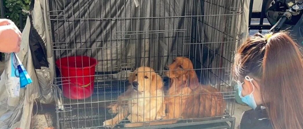 两只金毛被关笼内一个月，看着都抑郁了，主人无奈回答：我没时间