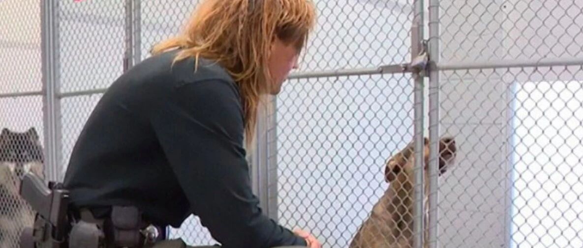 主人猛夸狗狗有多优秀，然后写张纸条就遗弃了它，内容越看越生气