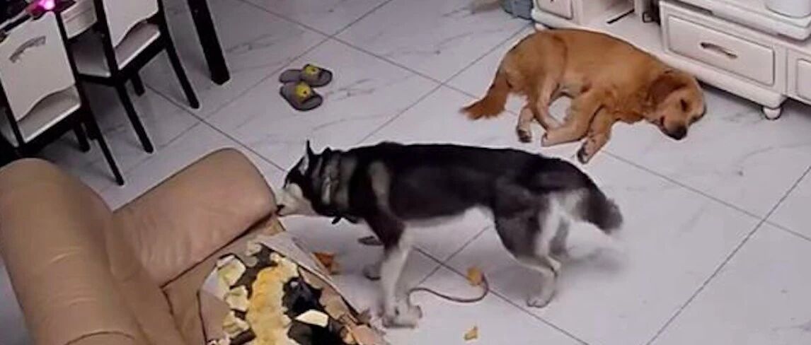 哈士奇疯狂拆家，还炫耀战果给奶奶看，把她气得直接送去了医院！