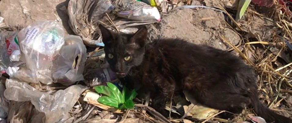 猫咪被狠心撵出家门，被迫生活在垃圾堆上，只因为它是一只黑猫!