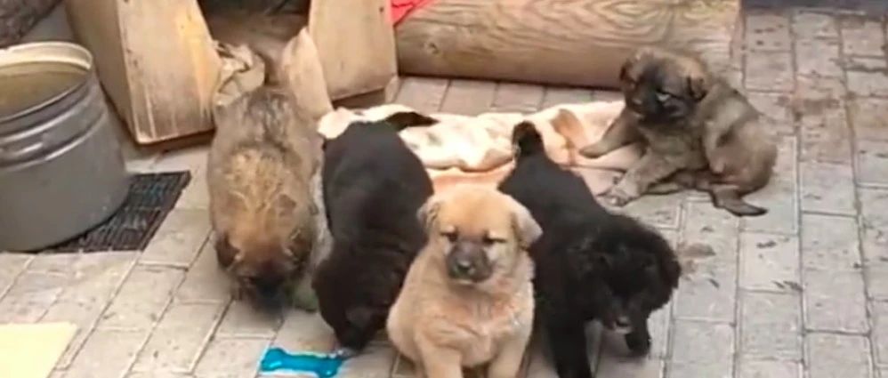 6只小流浪狗闯入家中，阿姨好心收留它们，自家狗也主动让出狗窝