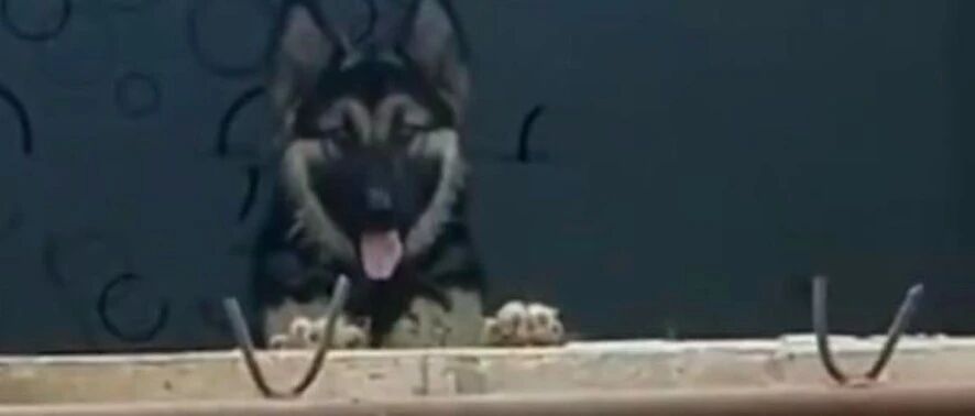 德牧被遗弃并困在拆迁房，女孩从窗户坚持递食一年，如今将成军犬