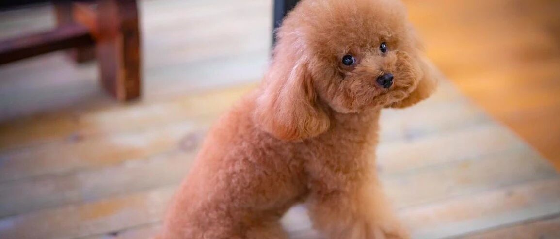 男子欲弃养泰迪，而它的一个动作却让他反悔，又抱进怀里带回了家