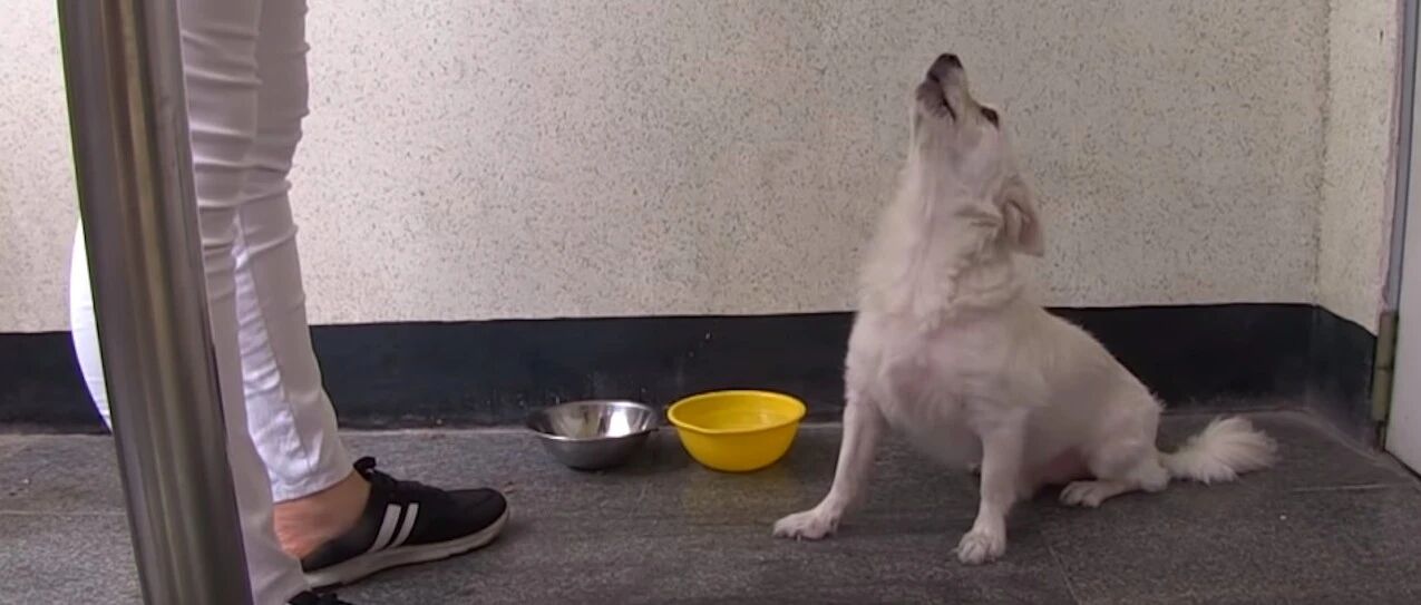 狗在门外等了2个月，了解主人去向后更心疼它，安排见面时泪目了