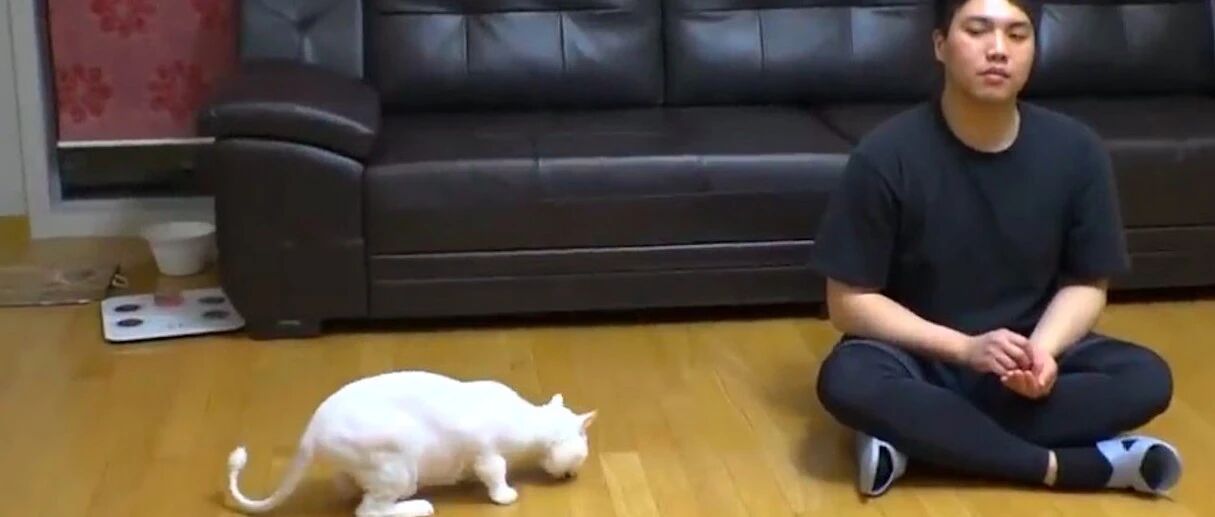 主人出差4个月后再回家，猫咪竟忘了他，又抓又咬犹如仇人相见！