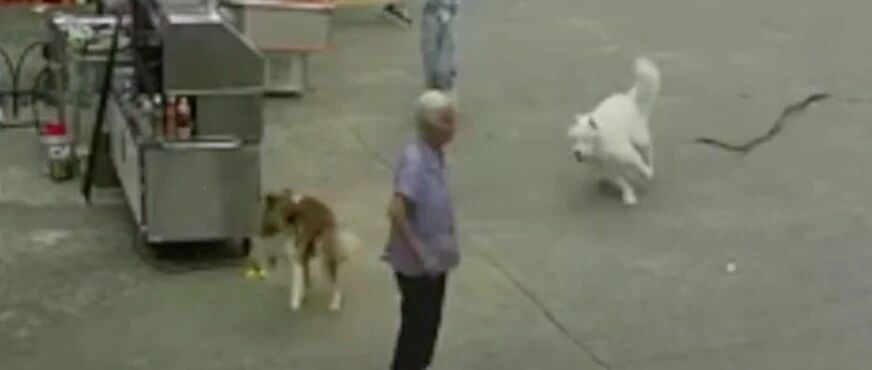 老人被狗绳绊倒去世，12岁女孩遛狗是主因，我们还需要多少教训？