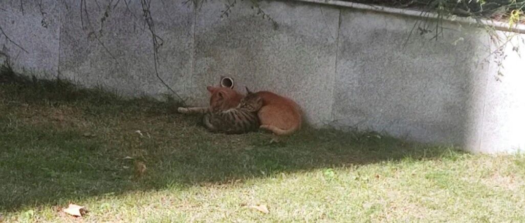 大橘被学校保安扔掉，它偷偷跑回来后，同学们连夜给它办“转学”