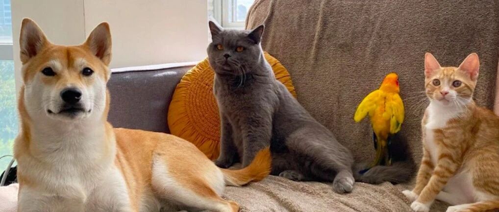 网红猫绊倒了男孩，被对方摔打致死，主人也被群殴，到底谁之过?