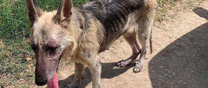 流浪德牧时刻都要叼狗碗，给它食物却不吃，只因自卑和缺乏安全感