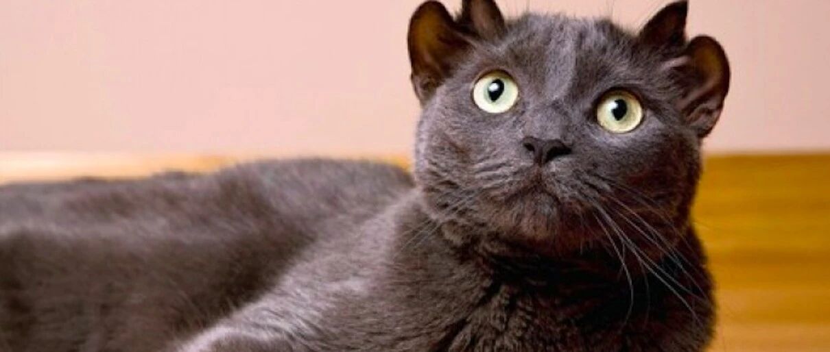 小黑猫长了4只耳朵像是精灵，主人却认为是不祥之兆，出生就遗弃