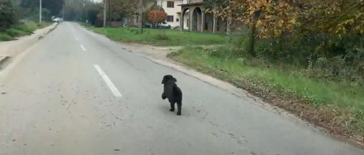 泰迪在公路上狂奔追车，以为是被人遗弃，但是人家根本不认识它！