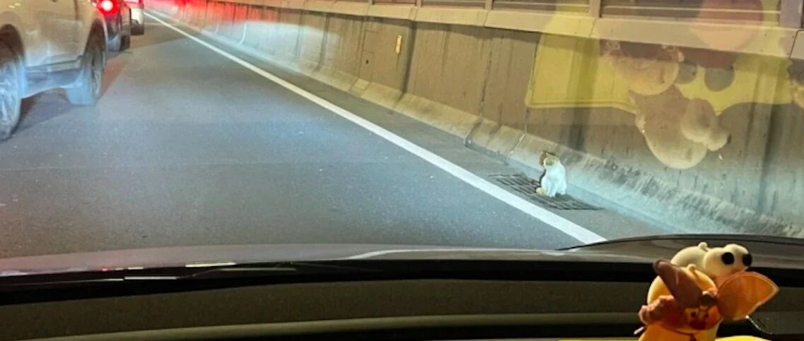 橘猫迷路跑到了高架桥上，两位小姐姐勇敢停车救它，还花费1万多