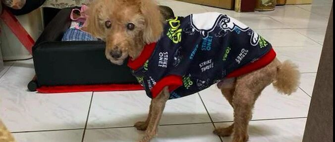 狗狗洁癖消失狗窝上都是便便，主人却不忍心责骂：这是你我的约定