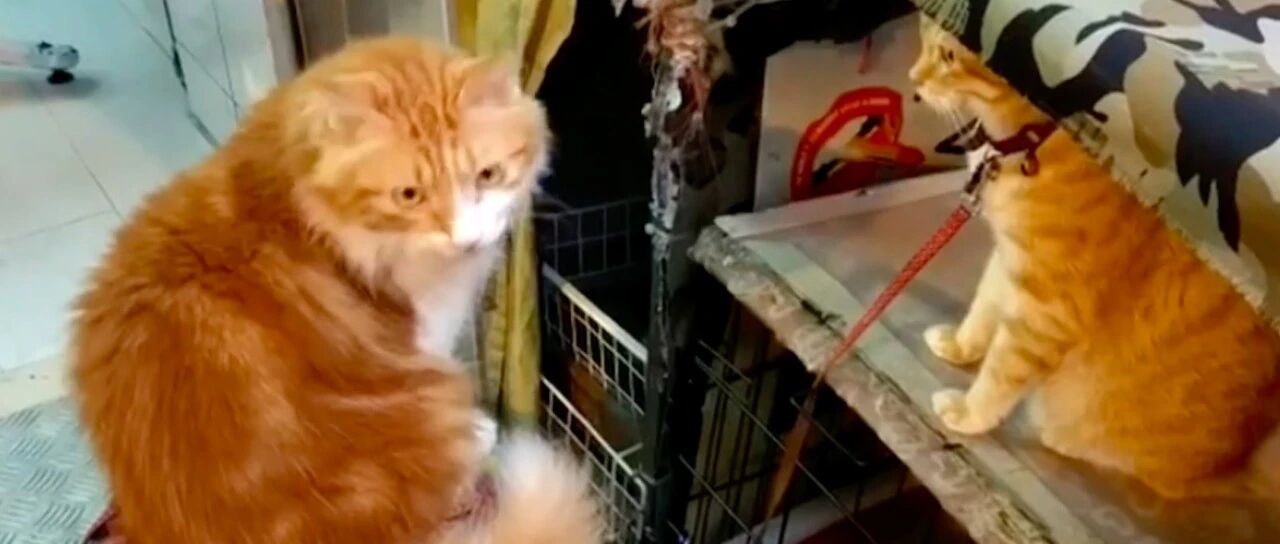 老板将镇店之宝猫送给熟客寄养，对方拖延半年不归还，还玩起失踪