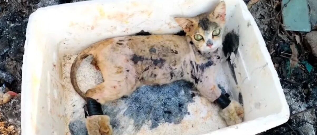 男孩路过垃圾堆时听到猫叫声，找到个泡沫盒子打开，惨状不忍直视