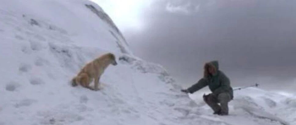 探险无人区时遇到只流浪狗，他决定再冒一次险，带上狗一起离开！