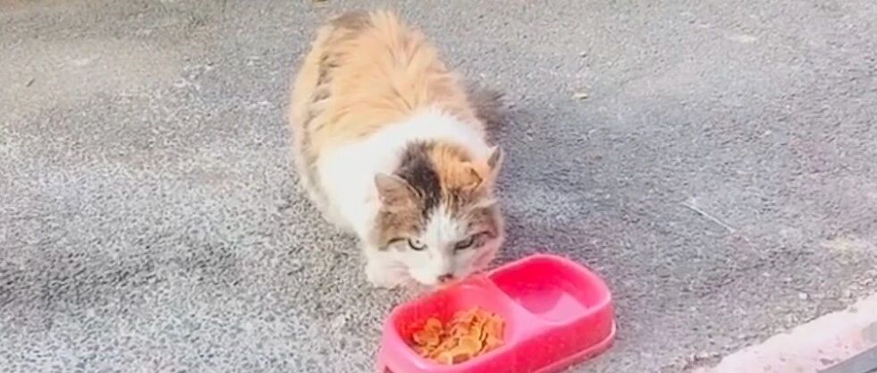 网友和2万粉丝想办法收养流浪猫，一个月都没成功，反而被它耍了