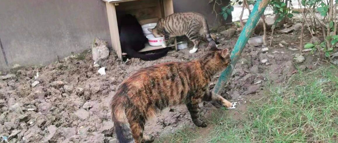 业主物业联合救助流浪猫狗，科学喂养绝育办领养活动，真模范小区