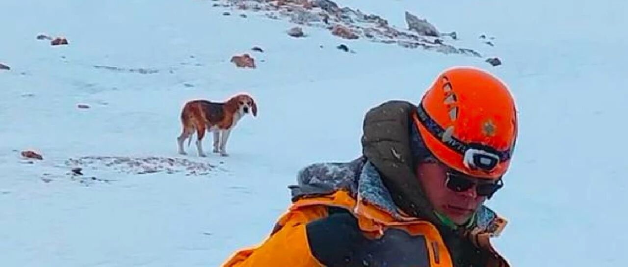 雪山上竟发现只比格犬，带下山才知它的身世，主人要价8千才肯卖