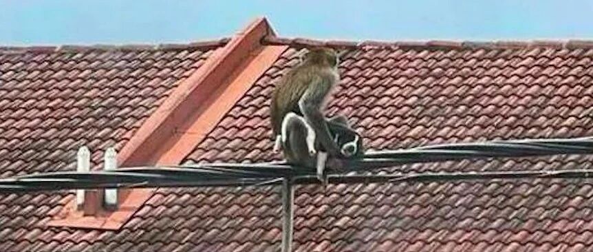 野猴子闯进房间内抢走小狗，主人在森林里蹲守3天，机智救下它！