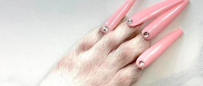 网红给吉娃娃做美甲，却引来众多的谩骂声，到底是爱它还是害它？