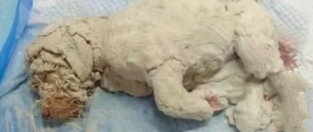 纸盒上写着求领养，里面却是只被虐待裹满石膏的狗，赤裸裸挑衅啊