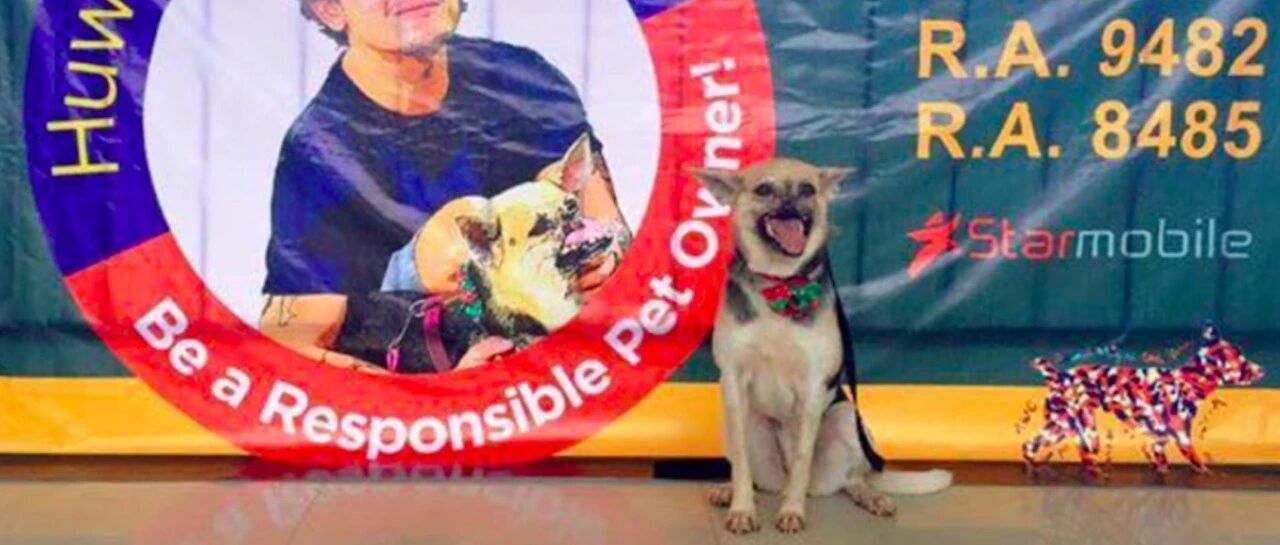 狗狗为救两位女孩，用身体挡住失控的电单车，它从此变成了半张脸