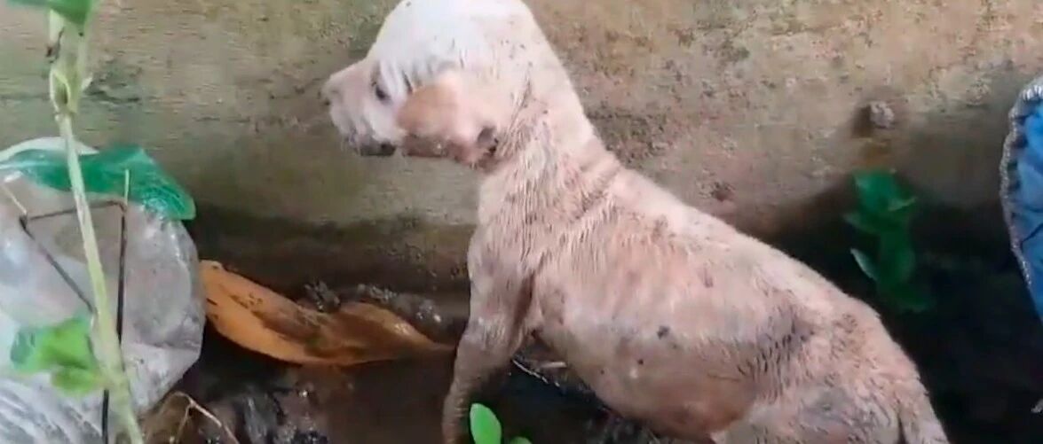 女孩救了只陷入泥坑的小狗，竟给自己带来意外惊喜，事业直线飙升