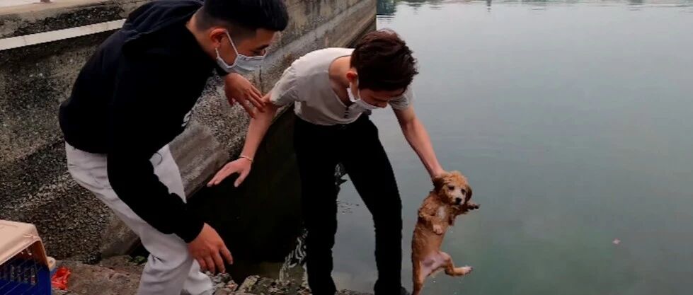 男子为惩罚犯错的狗，将它浸入冰冷的河水，还扬言让它成为流浪狗