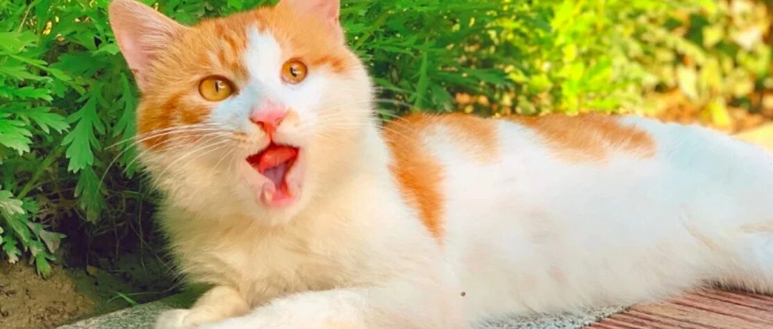 小区里人见人爱的流浪猫，有人却想灭掉它！女孩霸气回复让人钦佩