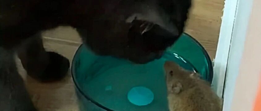 猫和老鼠成为好朋友，不仅为它在厨房找食物吃，人来了还帮它逃脱