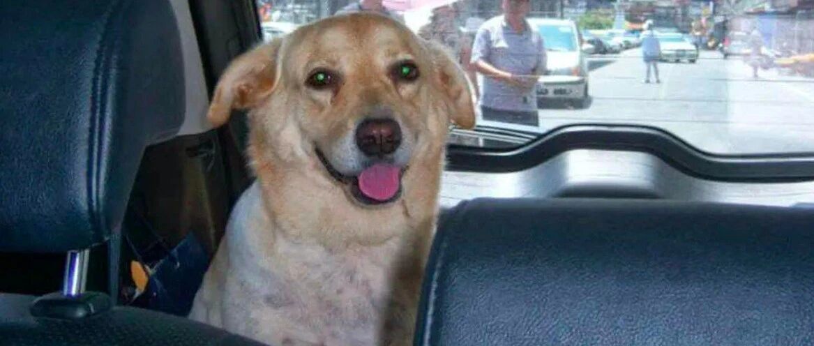 15岁金毛患病去世，一周后主人发现它留下的礼物，眼泪不自觉流下来