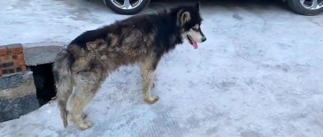 男子领养了阿拉斯加后，嫌它吵竟带去做声带割除手术，如此爱狗？