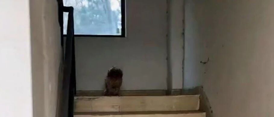 一只狼狈不堪的脏狗，经过洗澡美容后大变样，第二天就被领养走了