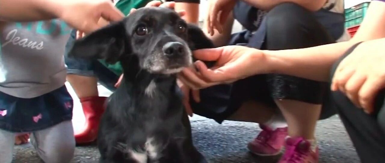 总是被欺负的流浪狗，靠着勇气和才智打工赚钱，如今变成人气汪！