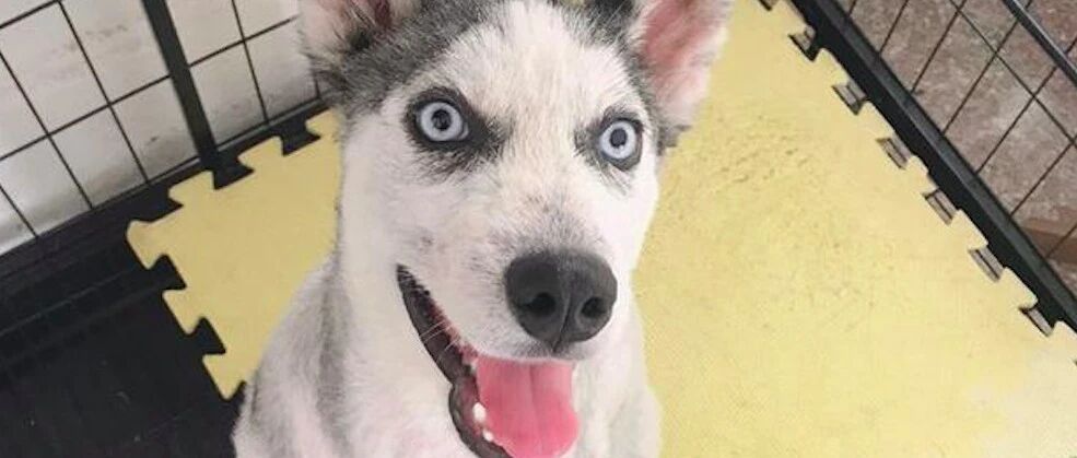 好心人救助了只流浪哈士奇，它的报恩却是“拆家”，煽情变喜剧！