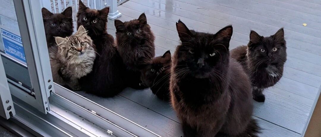 女孩好心喂养一只流浪猫，它却带来了一群“黑帮”，被猫给套路了