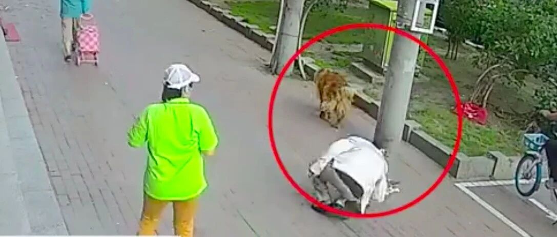 猫咪跳楼砸中老人，忠诚金毛虽然害怕猫，但还是拦住元凶不让它走