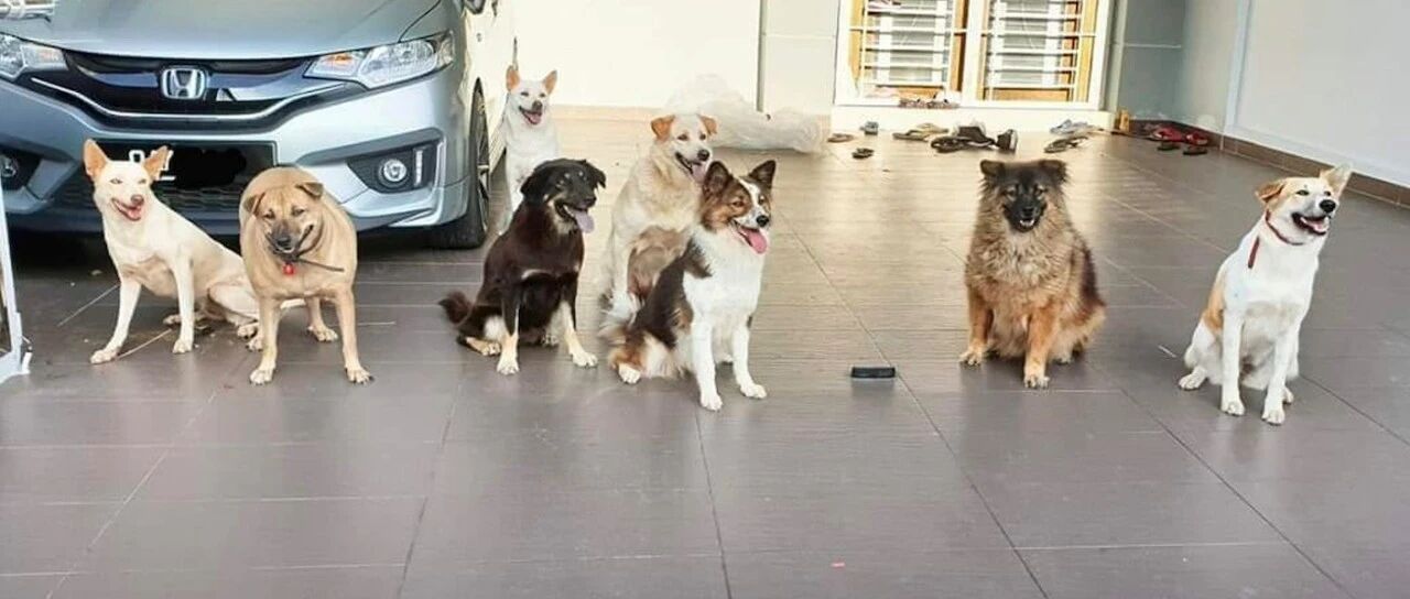 女士每次喂完流浪狗都被追，下定决心带它回家后，才发现被套路了