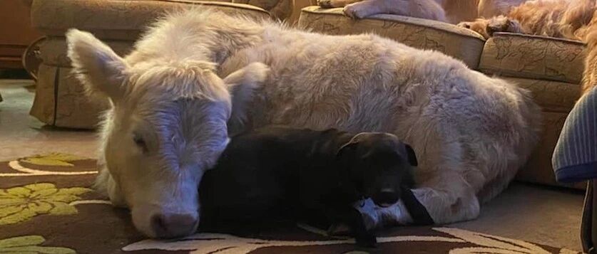 早产小牛被5只狗狗救回，当爸又当妈的，把它养成了一只巨型狗！