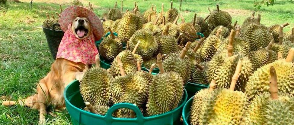 金毛帮主人卖榴莲，一卖就是7年销量上百万，还获得最佳笑容奖！