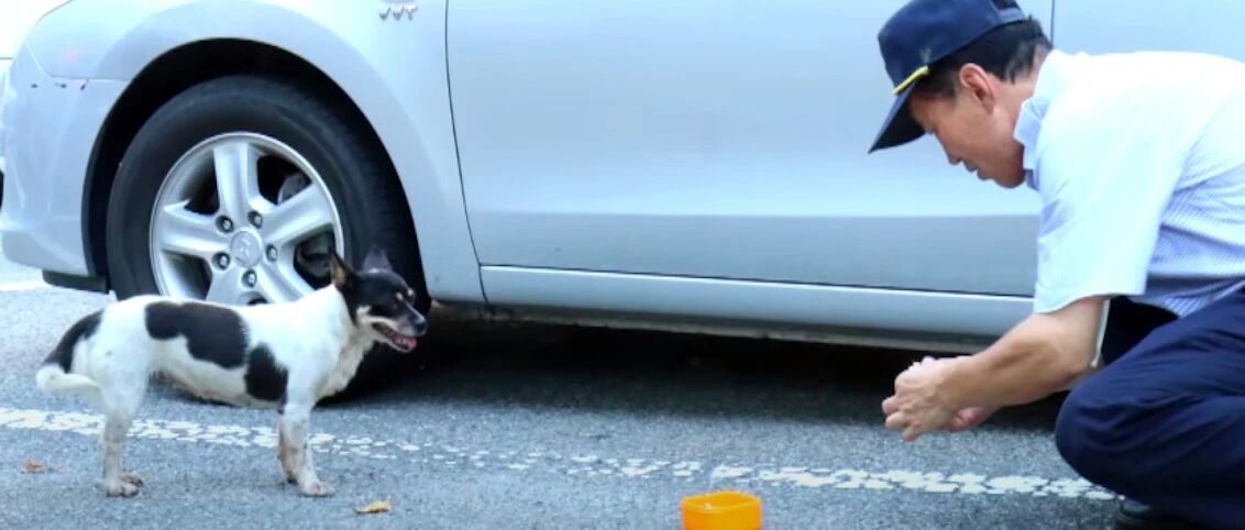 保安数次驱赶流浪狗，却被它背后故事所感动，冤家变成有爱组合！