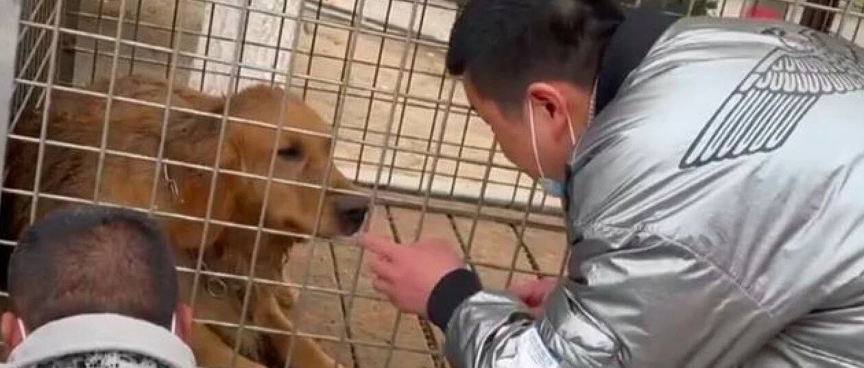 怀孕金毛被送往狗肉店，网友果断买下它，几天后生下8只纯种宝宝