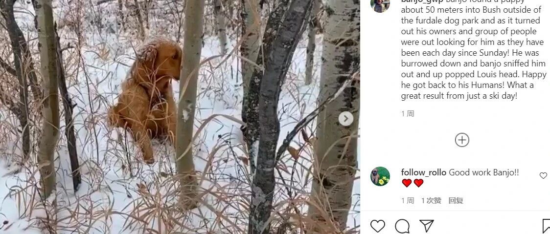 狗狗下山时，非要拉着主人往森林深处走，没想到因此救了只金毛！