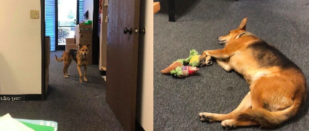 老板为了活跃气氛，请求员工带狗狗来上班，还迎来学习中文的热潮