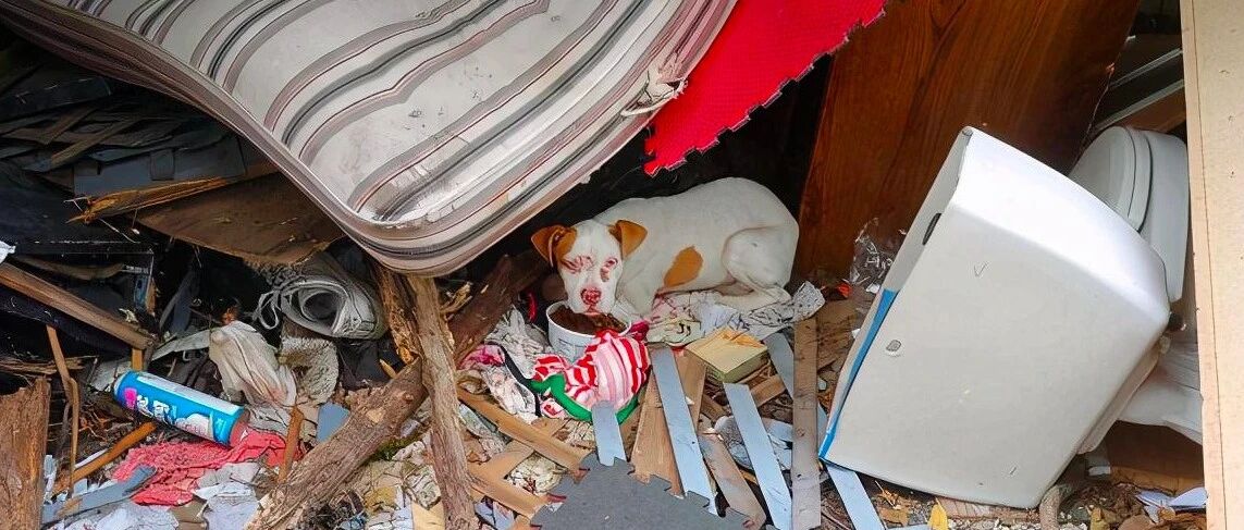 流浪狗见到救援人员，竟摇尾巴“自投罗网”跑去求抱抱，太热情了