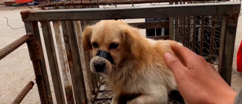老人去世后，家人将他养了10年的狗拿去卖掉，被好心人出手救下